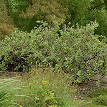 Cotoneaster
