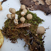 Fungi
