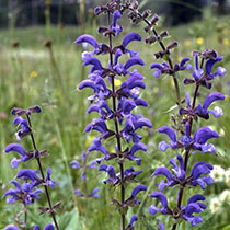 Salvia