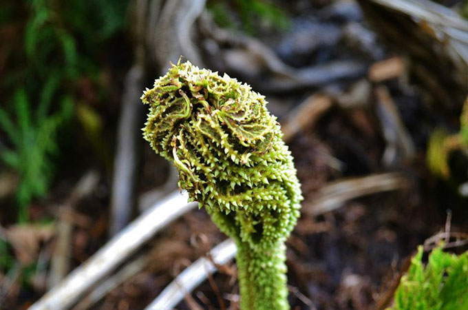 Gunnera by the Wildlife Ponds
