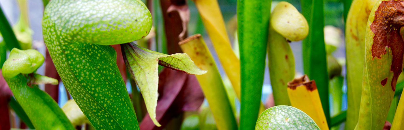 Carnivorous Glasshouse