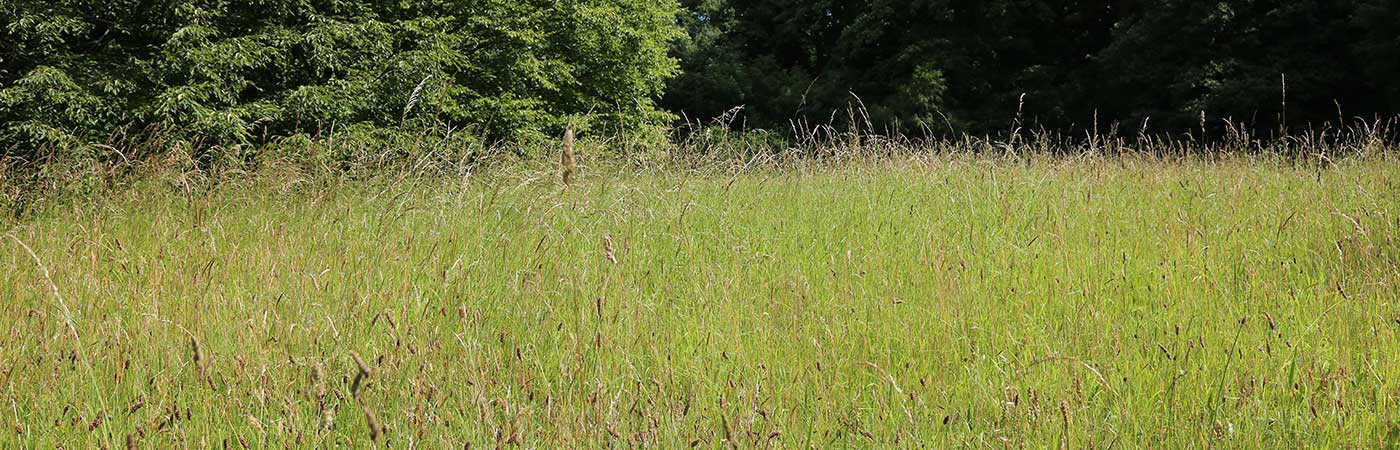 Meadows