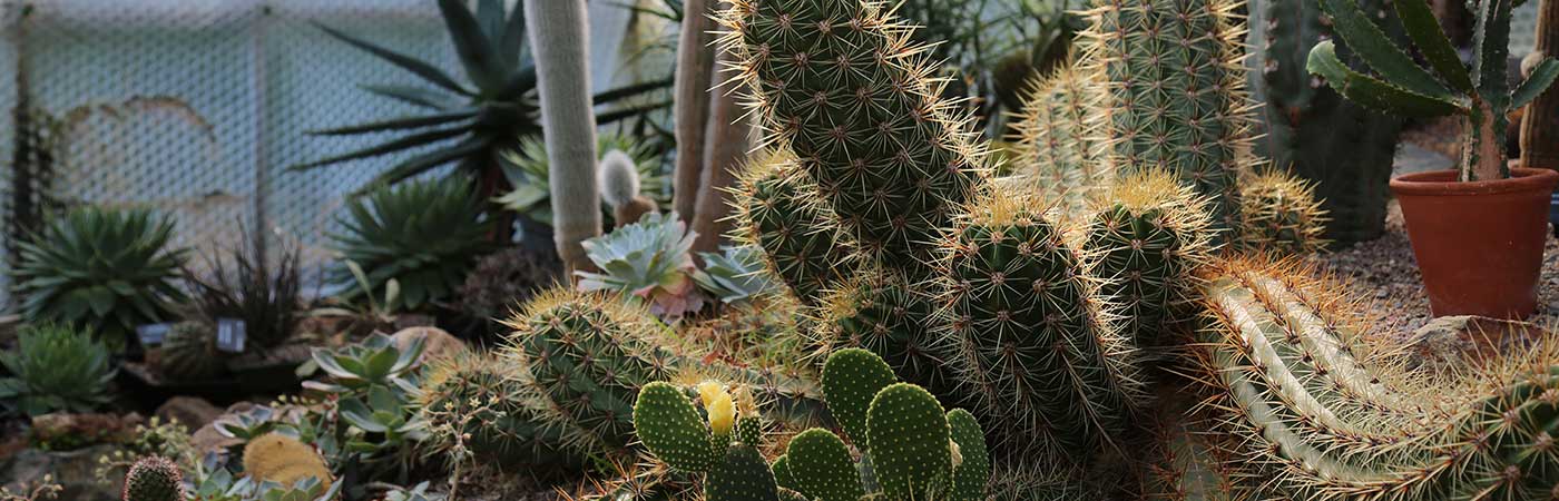 Temperate Glasshouse